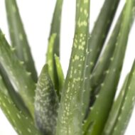 Aloe Vera - Ø12cm - H40cm – Bild 2