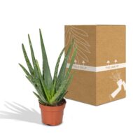 Aloe Vera - Ø12cm - H40cm – Bild 3