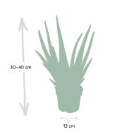 Aloe Vera - Ø12cm - H40cm – Bild 4