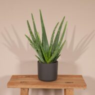 Aloe Vera - Ø12cm - H40cm – Bild 5