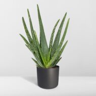 Aloe Vera - Ø12cm - H40cm – Bild 8