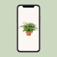 Asplenium Parvati - Ø17cm - H30cm – Bild 4