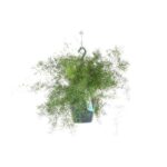 Asparagus Sprengeri Hängen - Ø17cm - H35cm