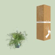 Asparagus Sprengeri Hängen - Ø17cm - H35cm – Bild 3