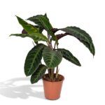 Calathea Warscewiczii - Pfauenpflanze - Ø19cm - H70cm