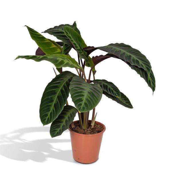 thumbnail_600-673 Calathea Warscewiczii - Pfauenpflanze - Ø19cm - H70cm – Bild 1