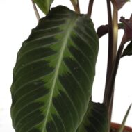 Calathea Warscewiczii - Pfauenpflanze - Ø19cm - H70cm – Bild 3