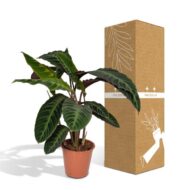 Calathea Warscewiczii - Pfauenpflanze - Ø19cm - H70cm – Bild 5