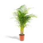 Areca-Palme - Ø21cm - H130cm