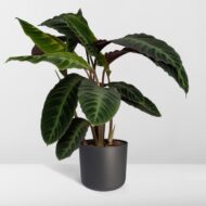 Calathea Warscewiczii - Pfauenpflanze - Ø19cm - H70cm – Bild 8