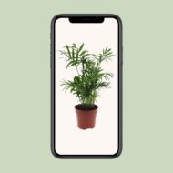 Chamaedorea Elegans - Mexikanische Bergpalme - Ø12cm - H40cm – Bild 4