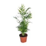 Chamaedorea Elegans - Mexikanische Bergpalme - Ø17 cm – 55 cm