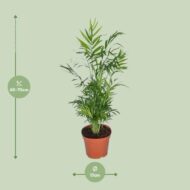 Chamaedorea Elegans - Mexikanische Bergpalme - Ø17 cm – 55 cm – Bild 2