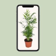 Chamaedorea Elegans - Mexikanische Bergpalme - Ø17 cm – 55 cm – Bild 4