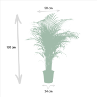 Areca-Palme - Ø21cm - H130cm – Bild 4