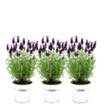 Lavandula stoechas Anouk® im Dekotopf 'Old Look' - 13 cm Topf - 3er-Set