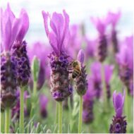 Lavandula stoechas Anouk® im Dekotopf 'Old Look' - 13 cm Topf - 3er-Set – Bild 3