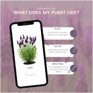 Lavandula stoechas Anouk® im Dekotopf 'Old Look' - 13 cm Topf - 3er-Set – Bild 5