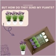 Lavandula stoechas Anouk® im Dekotopf 'Old Look' - 13 cm Topf - 3er-Set – Bild 6