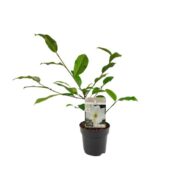 Michelia Fairy Magnolia Cream - Ø13cm - H25cm