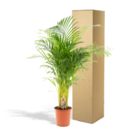 Areca-Palme - Ø21cm - H130cm – Bild 5