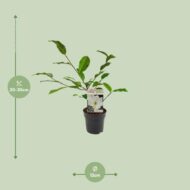 Michelia Fairy Magnolia Cream - Ø13cm - H25cm – Bild 6