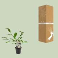 Michelia Fairy Magnolia Cream - Ø13cm - H25cm – Bild 7