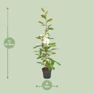 Michelia Fairy Magnolia Cream - Ø19cm - H70cm – Bild 2