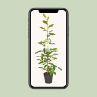 Michelia Fairy Magnolia Cream - Ø19cm - H70cm – Bild 8