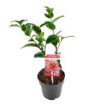Camellia jap. 'Volunteer' - Ø13cm - H20cm