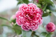 Camellia jap. 'Volunteer' - Ø13cm - H20cm – Bild 3