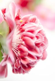 Camellia jap. 'Volunteer' - Ø13cm - H20cm – Bild 4