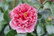Camellia jap. 'Volunteer' - Ø13cm - H20cm – Bild 7