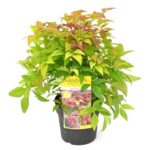 Nandina dom. 'Blush Pink' - Ø19cm - H30cm