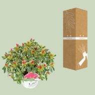 Rhododendron 'Bollywood' - Ø19cm - H30cm – Bild 7