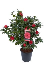 Camellia jap. 'Lady Campbell' - Ø29 - H90cm – Bild 2