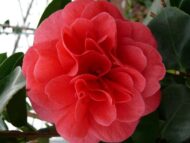 Camellia jap. 'Lady Campbell' - Ø29 - H90cm – Bild 3