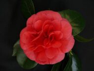 Camellia jap. 'Lady Campbell' - Ø29 - H90cm – Bild 4