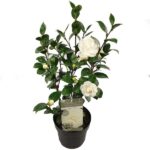 Camellia jap. 'Nuccios Juwel' - Ø19cm - H65cm