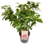 Camellia japonica Bonomiana - Ø19 - H65cm