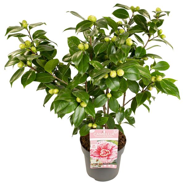 thumbnail_600-738 Camellia japonica Bonomiana - Ø19 - H65cm – Bild 1