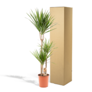 Dracaena Marginata - Ø21cm - H110cm – Bild 5