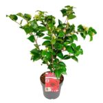Camellia jap. 'Schwarze Spitze' Ø19cm - H65cm