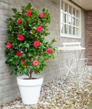 Camellia jap. 'Schwarze Spitze' Ø19cm - H65cm – Bild 3