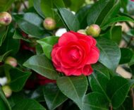 Camellia jap. 'Schwarze Spitze' Ø19cm - H65cm – Bild 4