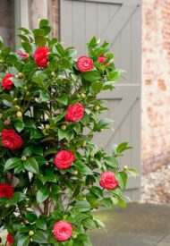 Camellia jap. 'Schwarze Spitze' Ø19cm - H65cm – Bild 5
