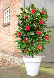 Camellia jap. 'Schwarze Spitze' Ø19cm - H65cm – Bild 6