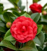 Camellia jap. 'Schwarze Spitze' Ø19cm - H65cm – Bild 7