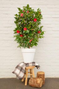 Camellia jap. 'Schwarze Spitze' Ø19cm - H65cm – Bild 8