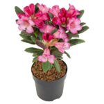 Rhododendron 'Wein & Rosen' - Ø13cm - H20cm